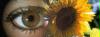 auge 2